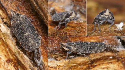 Réf. 255 361 : Cixidia marginicollis